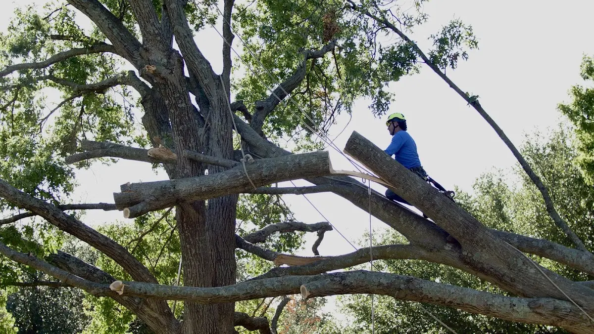 Professional Crown Thinning performed by certified arborists in Cobden